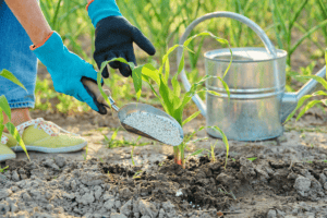 Strategia Nutrizionale concimi cifo per agricoltura