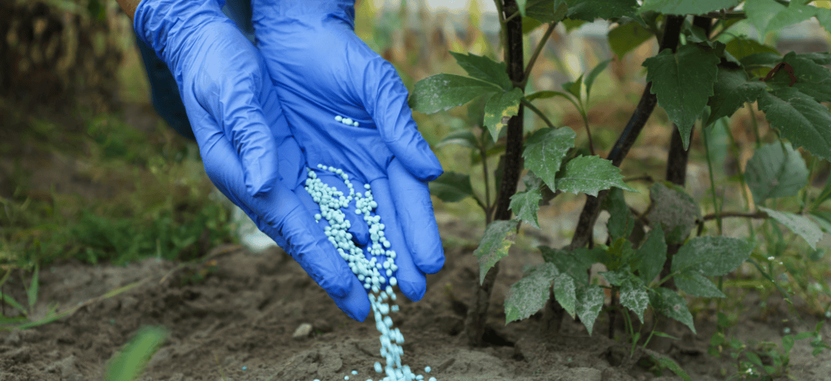 Concimazione primaverile CIFO