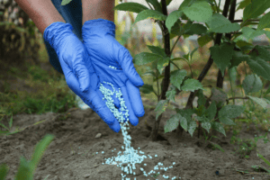 Concimazione primaverile CIFO